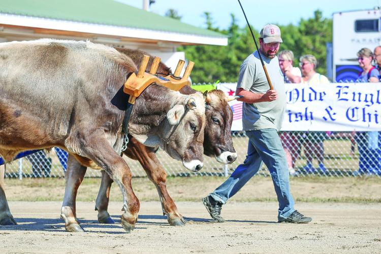10-04-25 Fryeburg Fair leading steer medium