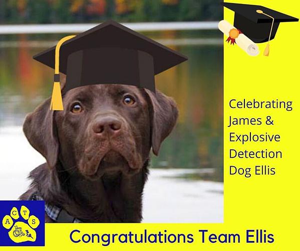 ACTS - Explosive detection dog Ellis