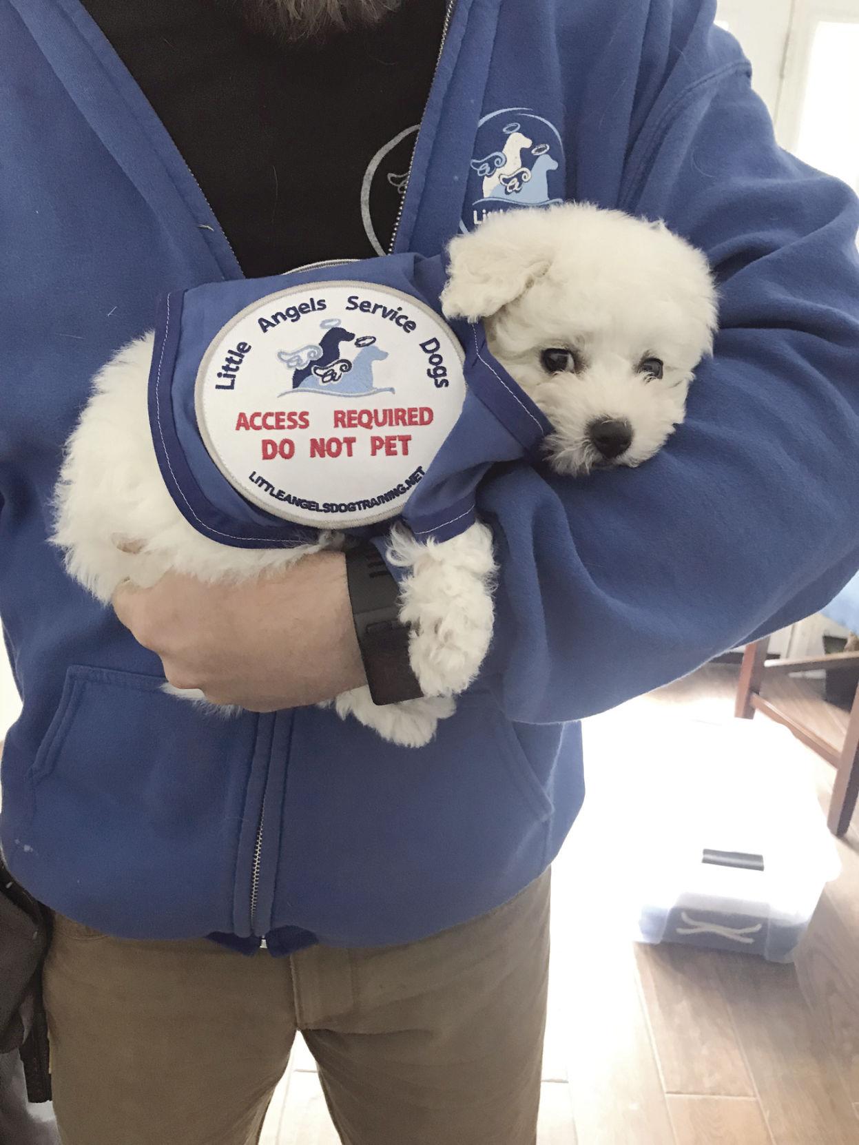 little angels service dogs nh