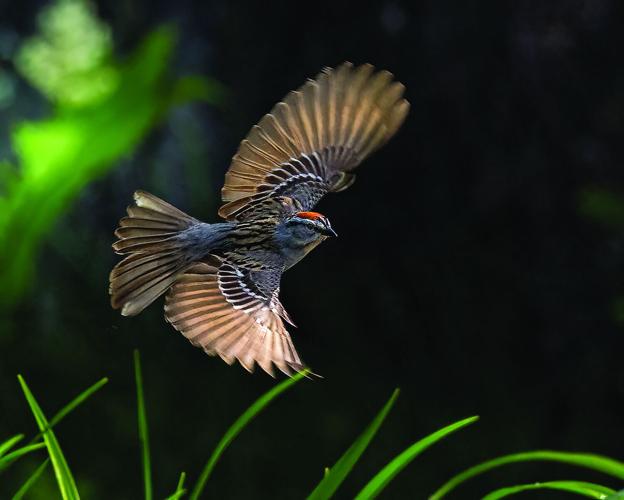 Wildlife - Runner-up - Bird in flight
