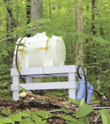 Rainbow family 4.jpg