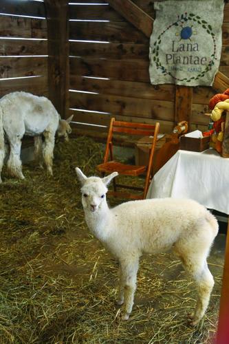 10-05-26 Fryeburg Fair vertical alpaca