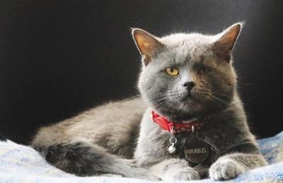 nimbus