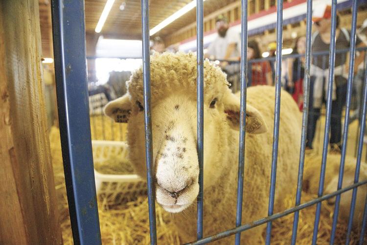 10-01-23 Fryeburg Fair sheep