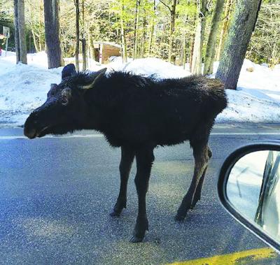 Stark Road moose