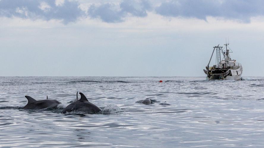 Dolphins becoming increasingly reliant on fishing trawlers for food, suggests study