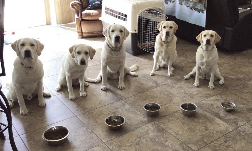 waiting for food.JPG