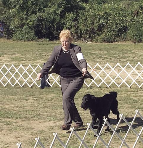 Westminster - Robin Crocker