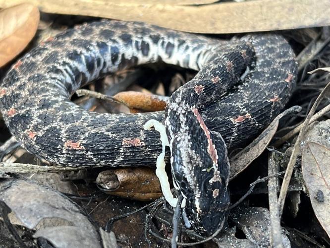 Snakes facing extinction due to deadly diseases, warns new research