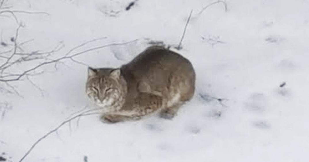 Bobcat spotted in Stow, Maine