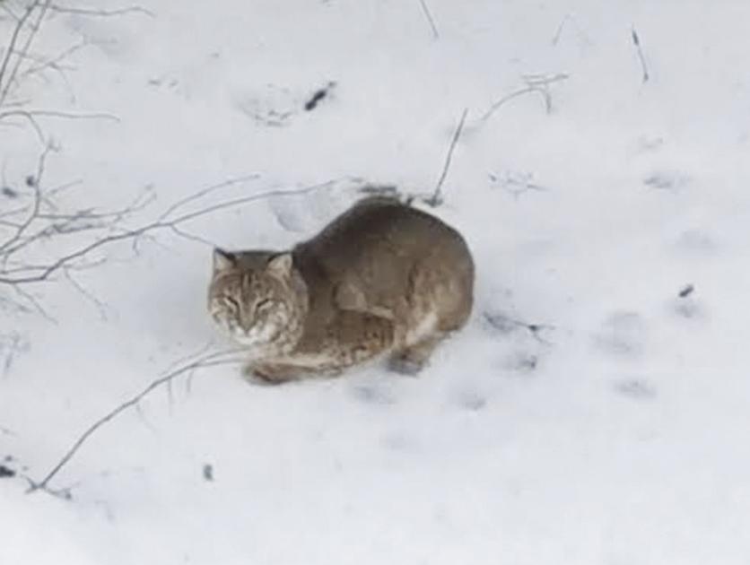 Bobcat Spotted In Stow Maine Local News Conwaydailysun Com