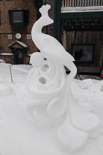 01-29-23 Snow Sculpting nh winner peacock