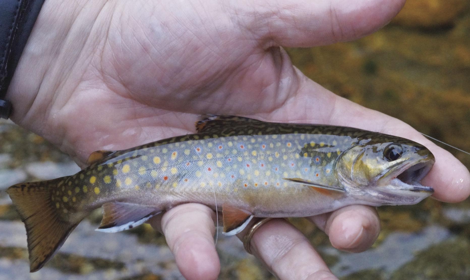 North Country Angling: Fishing for wild brook trout | Fishing |  conwaydailysun.com