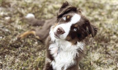 Coyote attack - Kebo Murphy