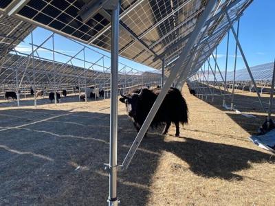 Yaks graze underneath the panels of a solar farm.
              Sanggay Tashi, CC BY-ND