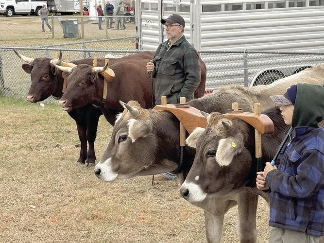 sandwich fair kid and cows