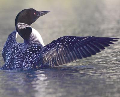 AdultBreedingPlumage_CreditKittieWilson-845x684.jpg