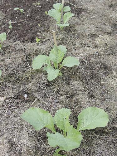successionplanting.JPG