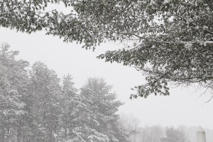 03-23-24 Snow branches wide