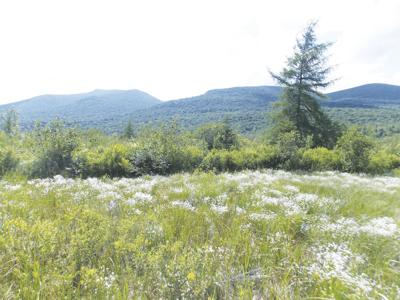 8-17-19 Parsons-Nash Stream Bog
