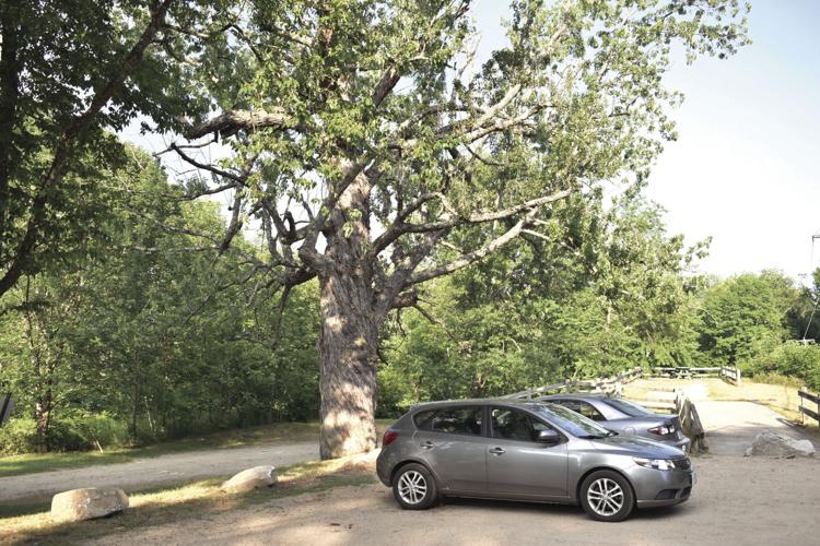 Conway Selectmen big maple tree