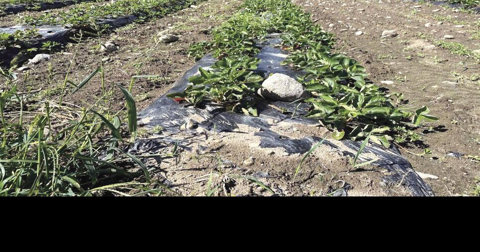 New federal law What’s in it for N.H.’s farmers? Local