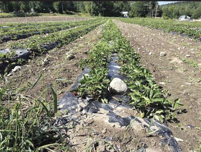 Moulton Farm.jpg