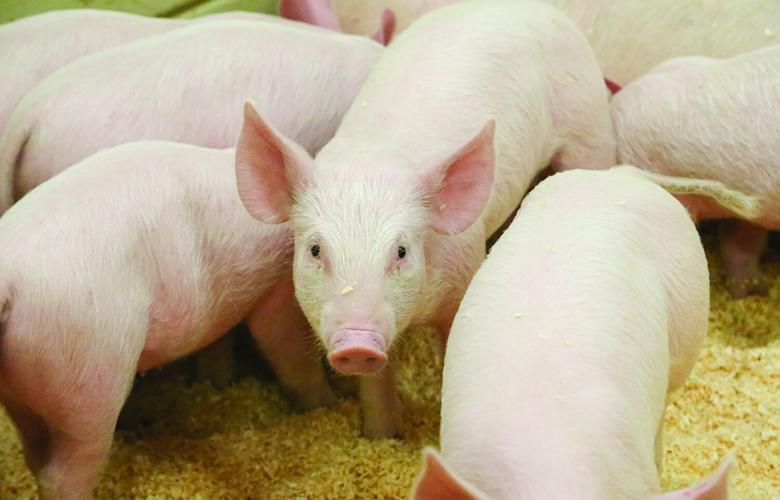 09-29-25 Fryeburg Fair piglets