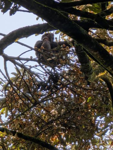 Chimps are “drunken monkeys” who seek out alcohol in native habitat, suggests study