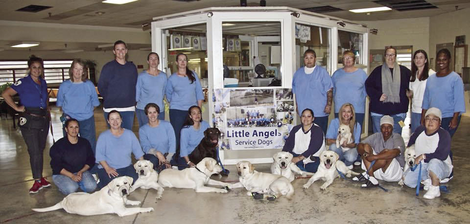 little angels dogs