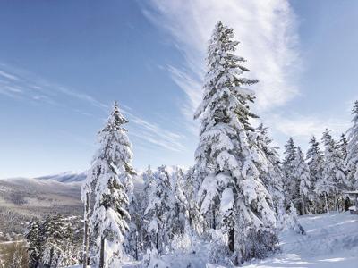 Snowy evergreens in the White Mtns