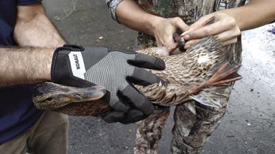 Fish and Game duck banding
