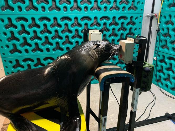 Seals and sea lions take hearing tests to study how human noise bothers them