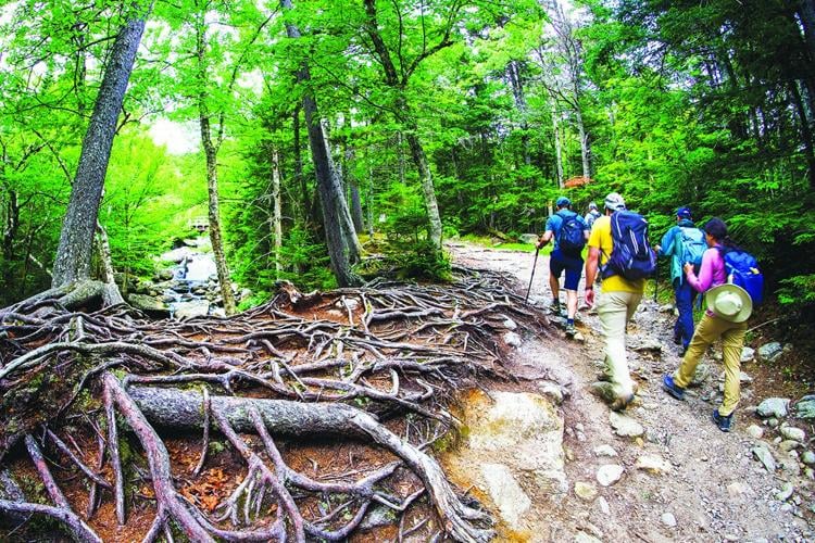 roots
