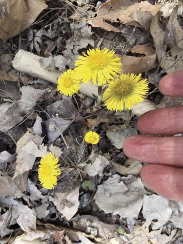 Wheel Family Fun - coltsfoot plant