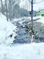 Hotel developer agrees to penalty; public pushes for bigger fine for tree, plant cutting