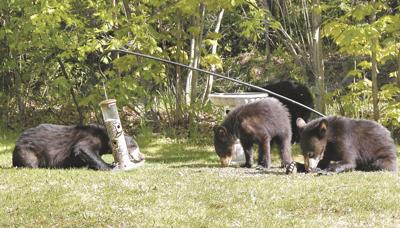 Fish and Game - Bears and bird feeders