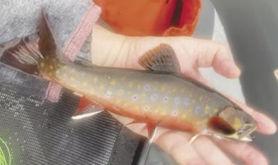 10-1-2022 North Country Angling-Kennebago strain brook trout