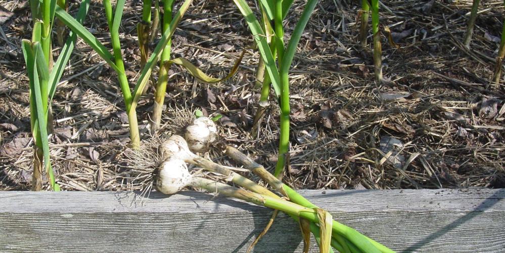 garlicharvest.jpg