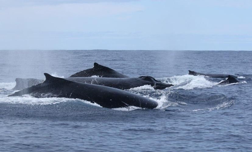 Older male whales more successful at mating as they’re better singers, shows study
