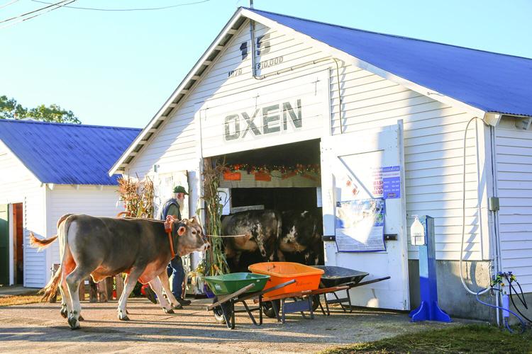 09-29-25 Fryeburg Fair leading steer barn