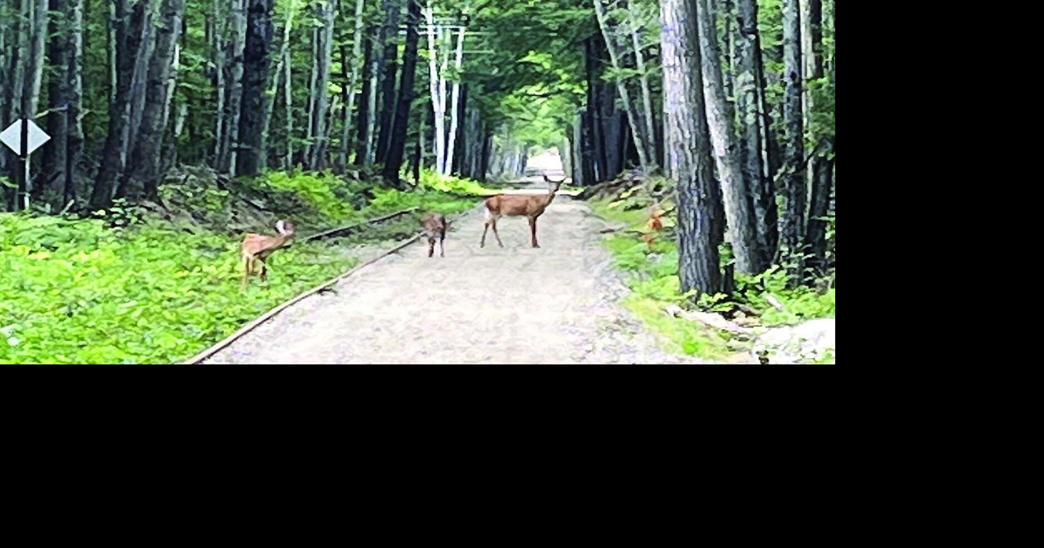 Wheel Family Fun - Conway Branch Rail Trail - in Center Ossipee