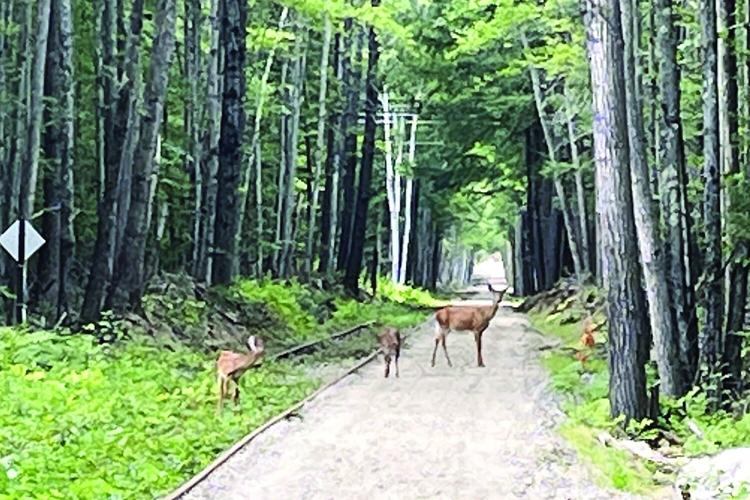 Wheel Family Fun - Conway Branch Rail Trail - in Center Ossipee