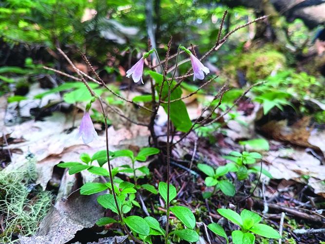 twinflower