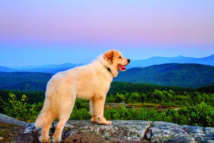 Pets - Runner-up - Dog on Foss Mountain