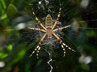 spider_featured