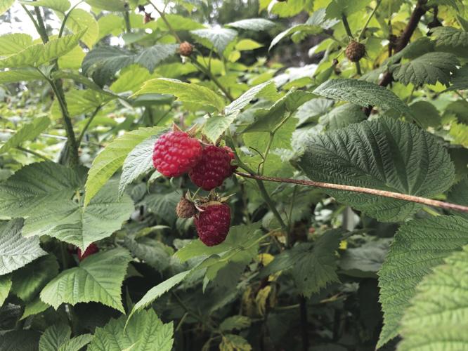 raspberries on vine.jpg