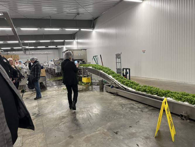 A line of lettuce moves along a part of the production line at the April 2025 tour