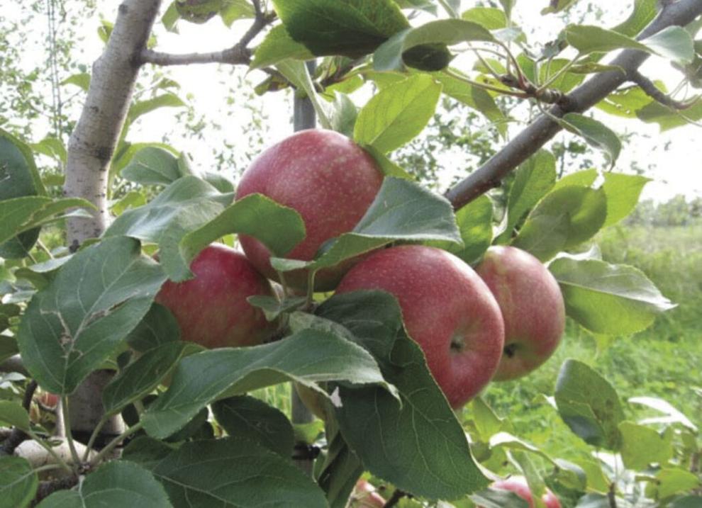 New Hampshire apple season officially opens Arts & Entertainment