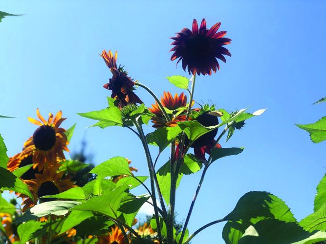 late summer shots horizontal.jpg